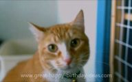 Funny Birthday Cat 8 Free Wallpaper