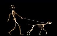 Funny Bones For Dogs 25 Cool Hd Wallpaper