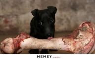 Funny Bones For Dogs 6 Widescreen Wallpaper