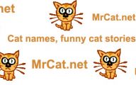 Funny Boy Cat Names 13 Cool Hd Wallpaper