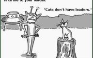 Funny Cartoon Cat 6 Free Hd Wallpaper