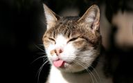 Funny Cartoon Cat Pictures 10 Background