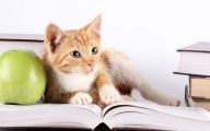 Funny Cat Books 5 Free Hd Wallpaper