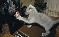 Funny Cat Fight 6 Wide Wallpaper