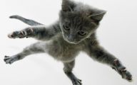 Funny Cat Jumping  1 Cool Wallpaper