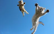 Funny Cat Jumping  25 Background