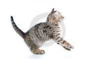 Funny Cat Jumping  3 Desktop Wallpaper