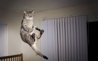 Funny Cat Jumping  30 Hd Wallpaper