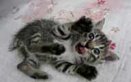 Funny Cat Playing 10 Free Wallpaper