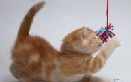 Funny Cat Playing 15 Free Hd Wallpaper