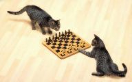 Funny Cat Playing 40 High Resolution Wallpaper