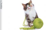 Funny Cat Playing 46 Free Hd Wallpaper