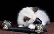Funny Cat Playing 48 Background Wallpaper