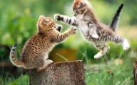 Funny Cat Playing 53 Desktop Background