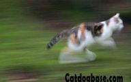 Funny Cat Running 16 Cool Hd Wallpaper