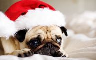 Funny Christmas Dogs 16 Background