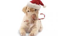 Funny Christmas Dogs 17 Cool Hd Wallpaper