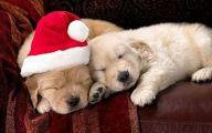 Funny Christmas Dogs 23 Free Hd Wallpaper