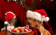 Funny Christmas Dogs 3 Free Hd Wallpaper