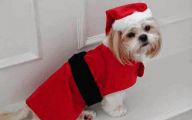 Funny Christmas Dogs 34 Free Wallpaper