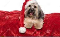 Funny Christmas Dogs 38 Widescreen Wallpaper