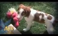 Funny Clips Of Dogs 17 High Resolution Wallpaper