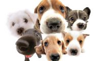 Funny Clips Of Dogs 21 Desktop Wallpaper