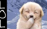 Funny Clips Of Dogs 8 Cool Wallpaper