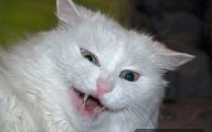 Funny Cute Cat  1 Desktop Background