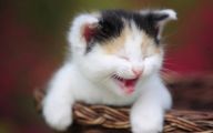 Funny Cute Cat  12 Desktop Wallpaper
