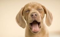 Funny Dog Backgrounds 17 High Resolution Wallpaper