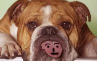 Funny Dog Backgrounds 36 Free Hd Wallpaper