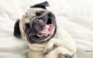 Funny Dog Backgrounds 9 Cool Hd Wallpaper