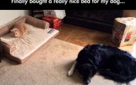 Funny Dog Bed 2 Hd Wallpaper