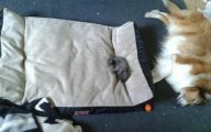Funny Dog Bed 28 Widescreen Wallpaper