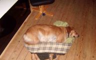 Funny Dog Bed 32 Free Wallpaper
