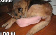 Funny Dog Bed 40 Free Wallpaper