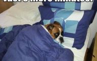 Funny Dog Bed 8 Cool Hd Wallpaper