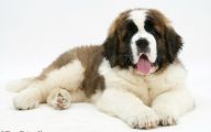 Funny Dog Breed Combinations 1 High Resolution Wallpaper