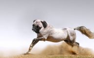 Funny Dog Breed Combinations 14 Hd Wallpaper