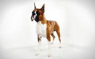 Funny Dog Breed Combinations 4 Free Wallpaper