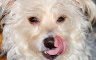 Funny Dog Breed Mixes 15 High Resolution Wallpaper