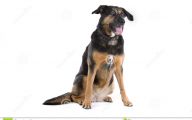 Funny Dog Breed Mixes 25 Desktop Wallpaper