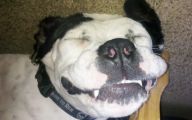 Funny Dog Breed Mixes 28 High Resolution Wallpaper