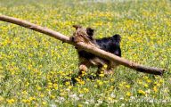 Funny Dog Breed Names 35 High Resolution Wallpaper