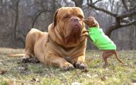Funny Dog Clips Download 29 Wide Wallpaper