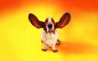 Funny Dog Clips Download 8 Cool Hd Wallpaper