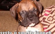 Funny Dog Clips Download 9 High Resolution Wallpaper