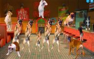 Funny Dog Dancing 28 Free Hd Wallpaper
