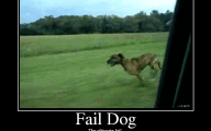 Funny Dog Fails 14 Desktop Wallpaper